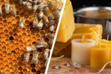 Ist Bienenwachs eigentlich vegan?