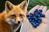 Fuchsbandwurm: Wie gefährlich ist Beeren sammeln wirklich?