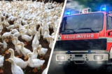 Hunderte Gänse und Hühner sterben bei Brand in Großselfingen