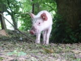 Dieses süße Schwein entkam dem Schlachthof. Jetzt darf es leben!