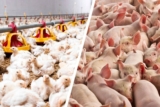 Inzucht in der Tierindustrie? Das sind die Hintergründe!