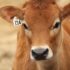 Tierprodukte in Musikinstrumenten