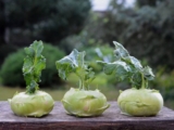Kohlrabi-Blätter: essbar oder nicht?