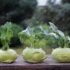 Mit diesen 3 Tricks kommst Du günstig (oder kostenlos) an Obst und Gemüse