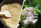 Protein-Boost: Fermentation mit Pilzen wertet Nebenprodukt von Tofu auf!