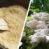 Bunter Blumenkohl, Birne, Krause Endivie und Tomino-Käse – Rezept von Valentina Raffaelli