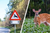 PETA empört über geschmacklose Wortwitz-Werbung von Autoversicherung