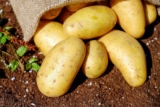 Kartoffeln roh essen: Wie giftig sind sie wirklich?