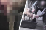 Horror-Schlachthof: Haben Kunden hier selbst getötet? Neue Aufdeckung!