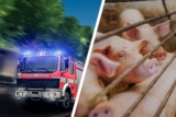 Stallbrand tötete 230-300 Schweine in Friesoythe