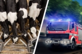 Brand tötet 30-100 Kälber bei Segeberg / schon der 14. Großbrand in 3 Monaten!