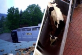 Trotz Gewalt-Exzess: Tierquäler kommt mit 1,5 Jahren Haft auf Bewährung und Geldstrafe davon (Kommentar)